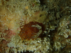 Halgerda tessellata