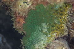 Acanthastrea