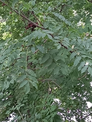 Fraxinus excelsior