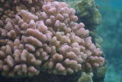 Pocillopora