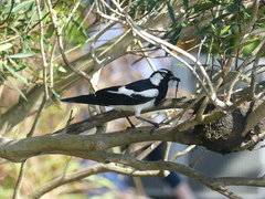 Grallina cyanoleuca