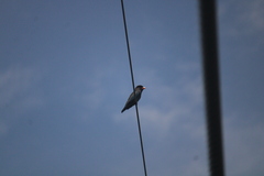 Eurystomus orientalis