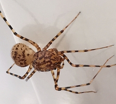 Scytodes thoracica