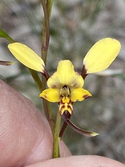 Diuris maculata