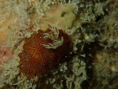 Halgerda tessellata