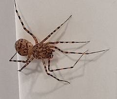 Scytodes thoracica