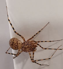 Scytodes thoracica