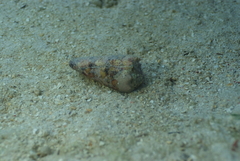 Conus imperialis