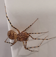 Scytodes thoracica