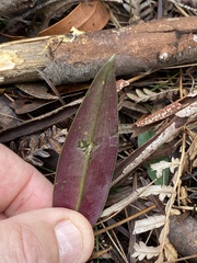 Cryptostylis erecta