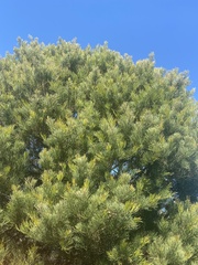 Hakea drupacea