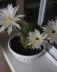 Echinopsis oxygona