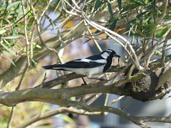 Grallina cyanoleuca