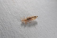 Pediculus humanus