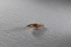 Pediculus humanus