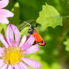 Zygaena fausta