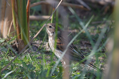 Emberiza schoeniclus