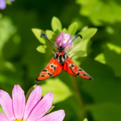 Zygaena fausta