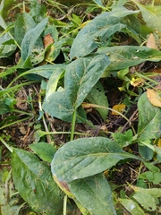 Symphytum caucasicum