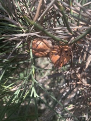 Hakea drupacea