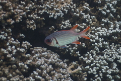 Myripristis