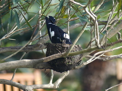 Grallina cyanoleuca
