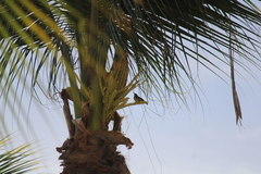 Nectariniidae
