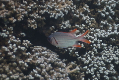 Myripristis