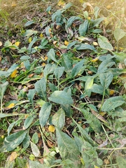 Symphytum caucasicum