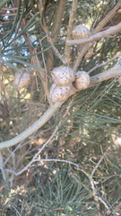 Hakea drupacea