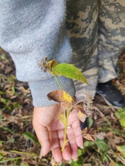 Symphytum caucasicum