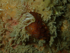 Halgerda tessellata