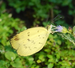 Eurema andersoni