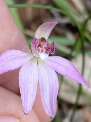 Caladenia hillmanii