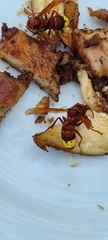 Vespa orientalis