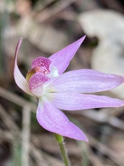 Caladenia hillmanii