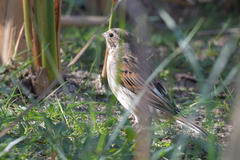Emberiza schoeniclus