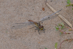 Sympetrum sanguineum