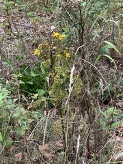 Jacobaea
