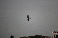 Eurystomus orientalis