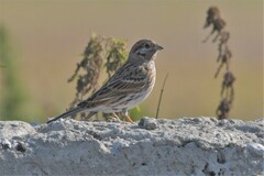 Emberiza leucocephalos