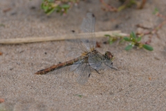 Sympetrum sanguineum