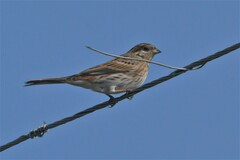 Emberiza leucocephalos