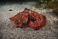 Callistoctopus macropus