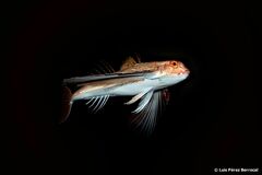 Dactylopterus volitans