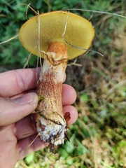Suillus grevillei