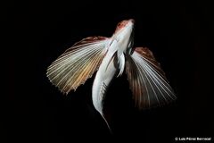 Dactylopterus volitans