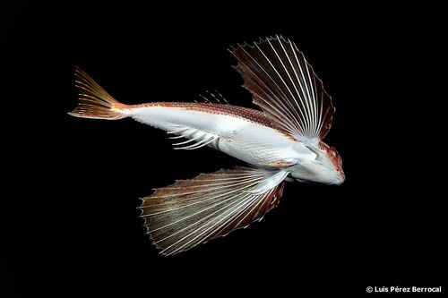 Flying Gurnard