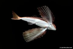 Dactylopterus volitans