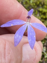 Cyanicula caerulea
